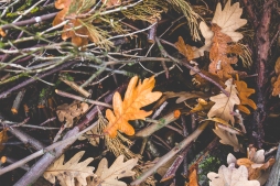 orange leaves on forest floor